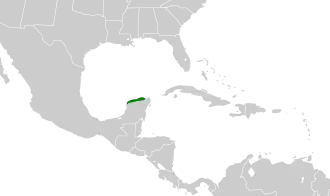 Yucatánwinterkoning