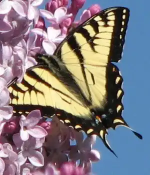 Papilio canadensis