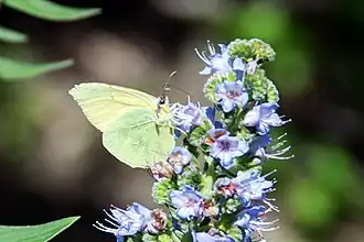 Canarische cleopatra