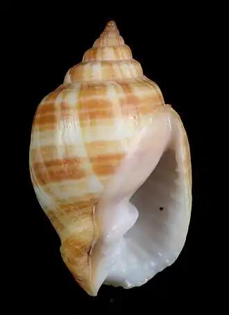 Cancellaria obesa