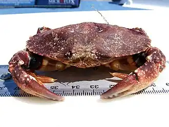 Metacarcinus gracilis