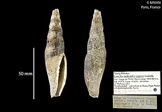 Cancilla scrobiculata