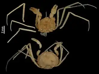 Cancrocaeca xenomorpha