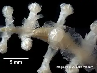 Candidella imbricata