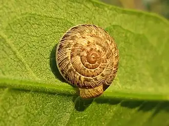 Grofgeribde grasslak