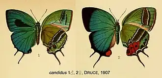 Evenus candidus