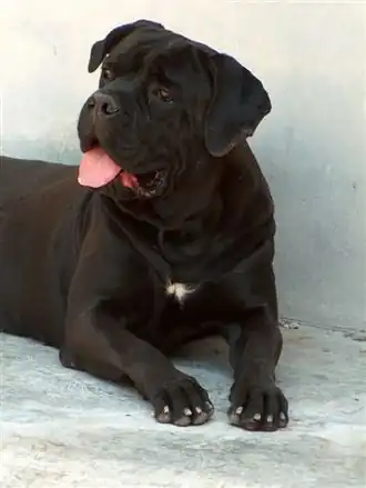 Cane corso
