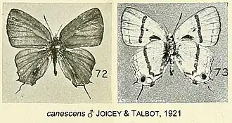 Paradeudorix canescens