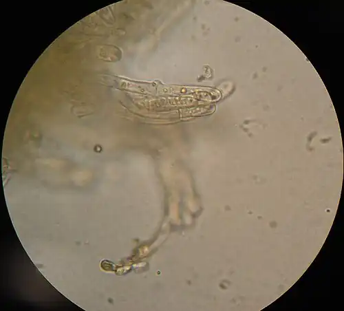 Cantharellus cibarius-gesp