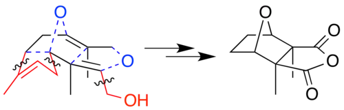 Dit is de laatste stap uit de biosynthese van cantharidine.
