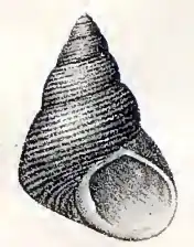 Cantharidus capillaceus