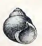 Micrelenchus huttonii