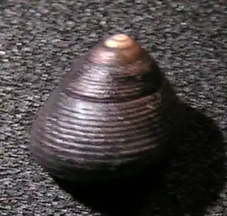 Micrelenchus tenebrosus