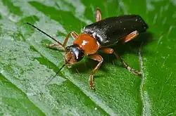 Cantharis pellucida