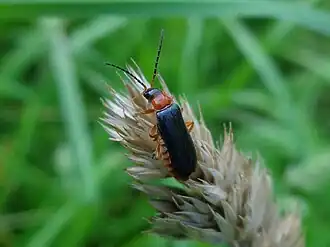 Cantharis flavilabris