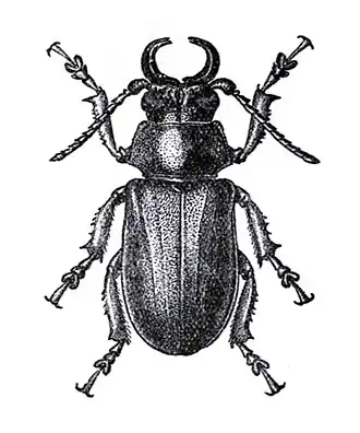 Cantharocnemis downesii