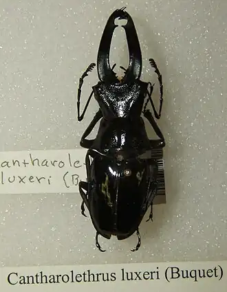 Cantharolethrus luxerii
