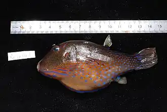 Canthigaster natalensis