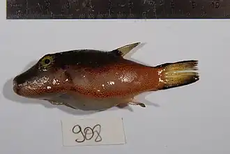 Canthigaster smithae