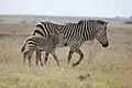 Een Kaapse bergzebra met veulen