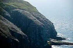 Tienduizenden vogels op de broedkolonie van Cape St. Mary's