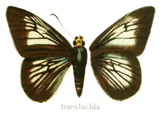 Capila translucida