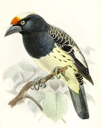 Geschubde baardvogel