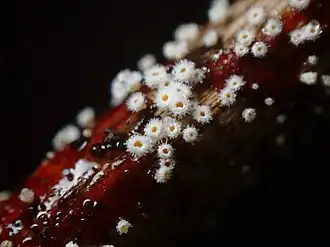 Tweekleurig franjekelkje