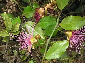 Capparis zeylanica