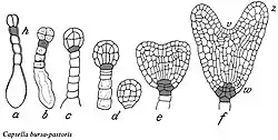 Ontwikkeling embryo bij herderstasje. a:&nbsp;proëmbryo met kiemdrager, h:&nbsp;hypofyse, b:&nbsp;viercellige kiembol met kiemdrager, c:&nbsp;achtcellig stadium, d:zestiencellig stadium, e:&nbsp;overgang naar het vroege hartstadium, f:&nbsp;hartstadium met v:&nbsp;stengeltop, z:&nbsp;zaadlobben, w:&nbsp;worteltje.