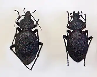 Carabus gigas
