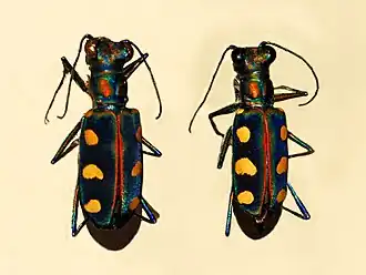 Cicindela aurulenta