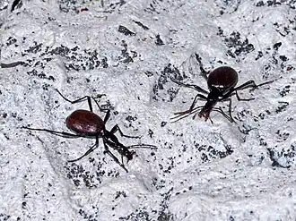 Cychrus cylindricollis