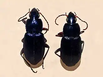 Poecilus quadricollis