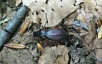Carabus mellyi