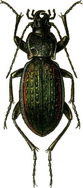 Carabus adamsi