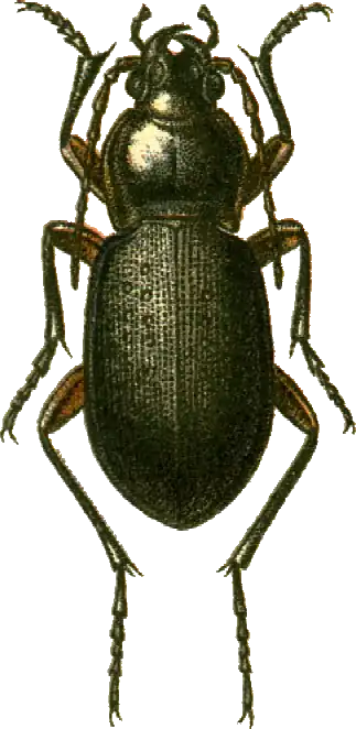 Carabus besseri
