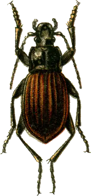 Carabus canaliculatus