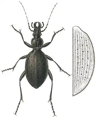 Carabus creutzeri