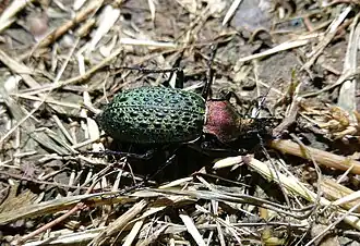 Carabus elysii