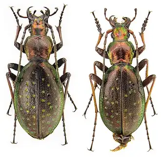 Carabus fabricii
