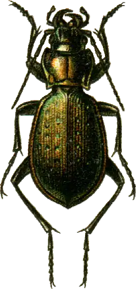 Carabus guerini
