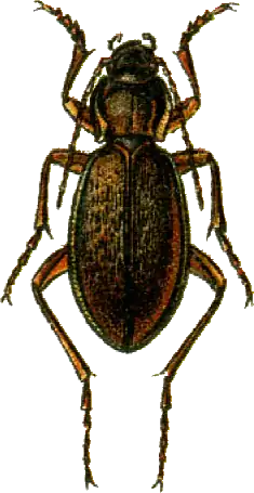 Carabus henningi