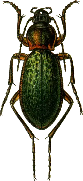 Carabus hummeli