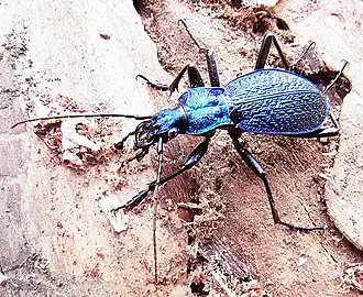 Blauwe schallebijter