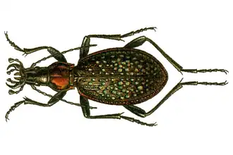 Carabus lopatini