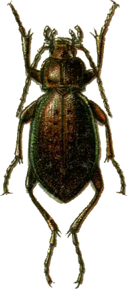 Carabus loschnikovi