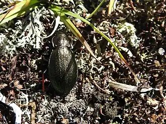 Carabus michailovi