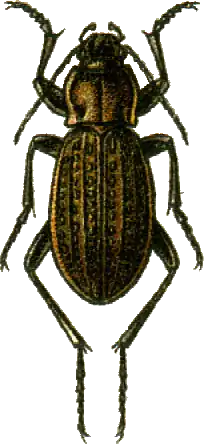 Carabus maeander