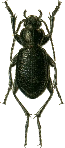 Carabus maurus